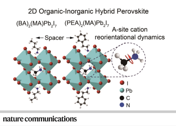 Direct investigation of the reorientational dynamics of A-site cations in 2D organic-inorganic hybrid perovskite by solid-state NMR