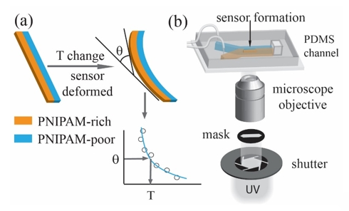 王凡偉、許家偉、謝之真*: Numerical Design and Experimental Realization of a PNIPAM Based Micro Thermosensor. ACS Applied Materials and Interfaces, Vol 11, 8591-8600 (February 2019).