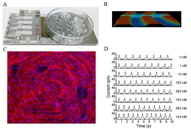 黃筠涵、楊秋鳳、許聿翔：Development of a cardiac-and-piezoelectric hybrid system for application in drug screening, Lab Chip, 20(18), 3423-3434, September 2020.