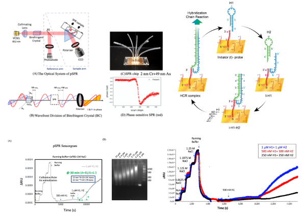 楊景旭、吳子珩、林啟萬*：Biosensing Amplification by Hybridization Chain Reaction on Phase-Sensitive Surface Plasmon Resonance, Biosensors 2021, 11, 75. https://doi.org/10.3390/bios11030075 (6 March 2021)