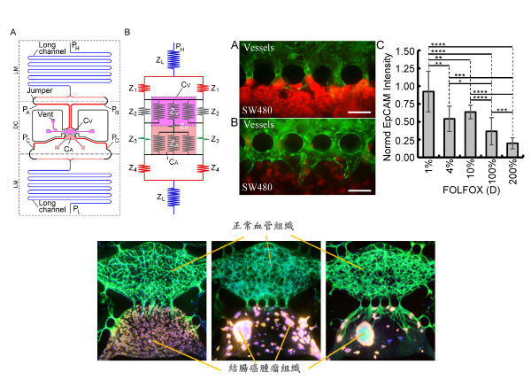 許聿翔、楊文智、陳宜婷、林哲宇、楊秋鳳、劉瑋文、施凡妮、李百祺：Spatially controlled diffusion range of tumor-associated angiogenic factors to develop a tumor model using a microfluidic resistive circuit
