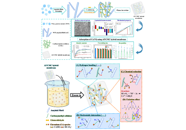 賴宥任、侯孝諠、侯素君、林達顯、王勝仕：Development of Two-Dimensional Amyloid Fibril/Carboxymethyl Cellulose Hybrid Membranes for Effective Adsorption of Hexavalent Chromium, Journal of Environmental Chemical Engineering, 12 (2024) 114134