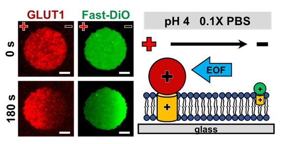 劉子慈、黃信翰、趙玲*：Rapid Enrichment of a Native Multipass Transmembrane Protein via Cell Membrane Electrophoresis through Buffer pH and Ionic Strength Adjustment, Journal of the American Chemical Society, 2024, 146, 11634−11647