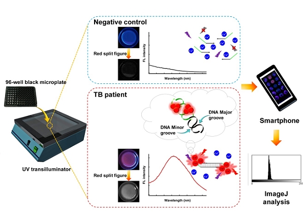 Fluorescent Double-Stranded DNA-Templated Copper Nanoprobes for Rapid Diagnosis of Tuberculosis