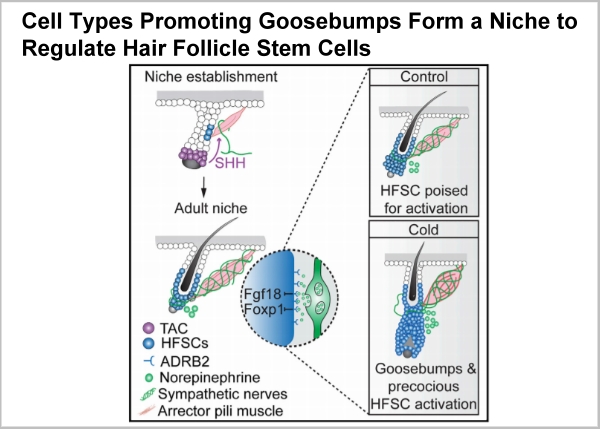 Decoding the Secret to Hair Growth through Goosebumps