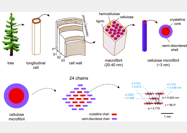 NTU Solved Century-Old Challenge of Wood Cellulose, Results Published in Nature Plants